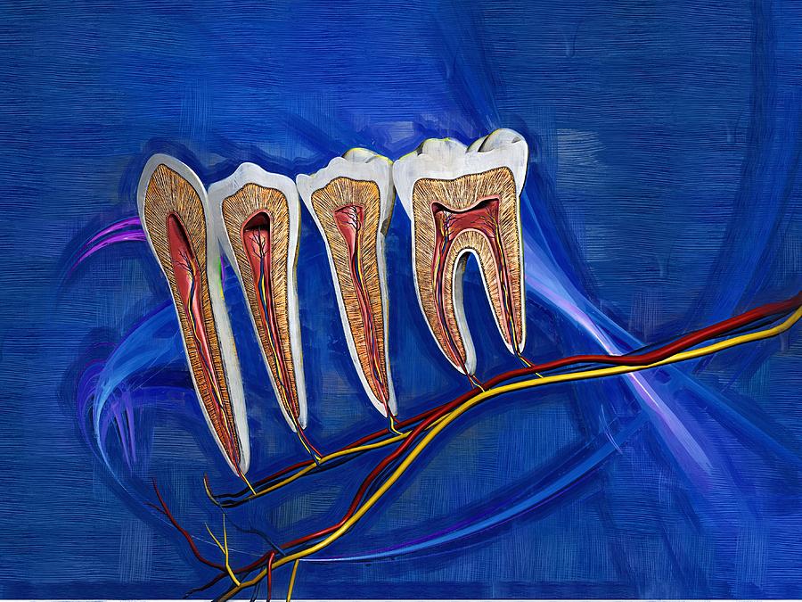 Tooth Digital Art - Dental Anatomy Fine Art #32 by Joseph Ventura