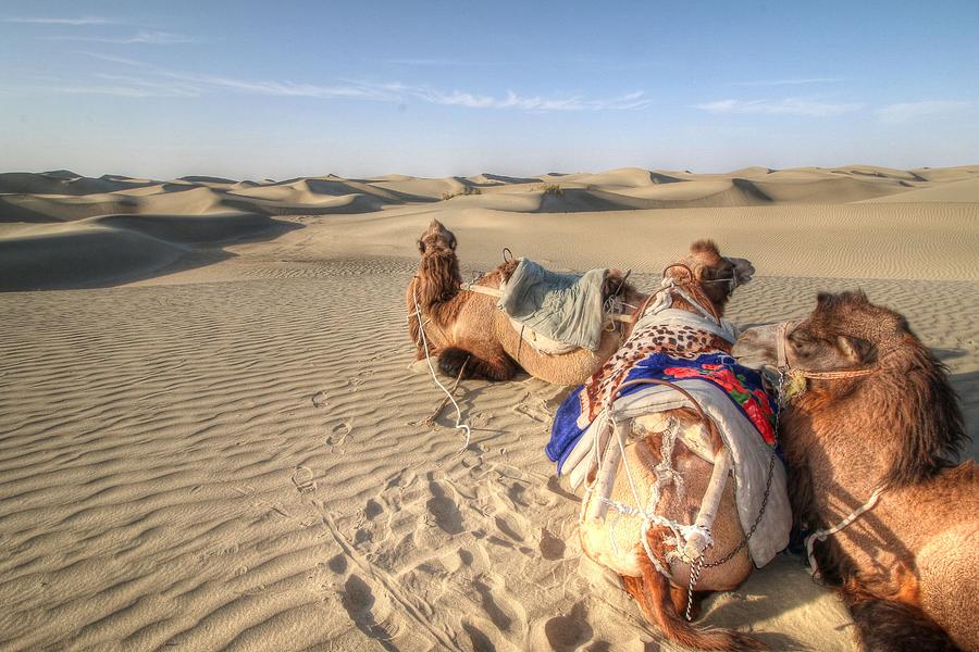 Desert, Xinjiang Province, CHINA Photograph by Paul James Bannerman ...