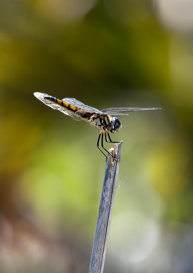 Dragonfly #32 Photograph by Gouzel -