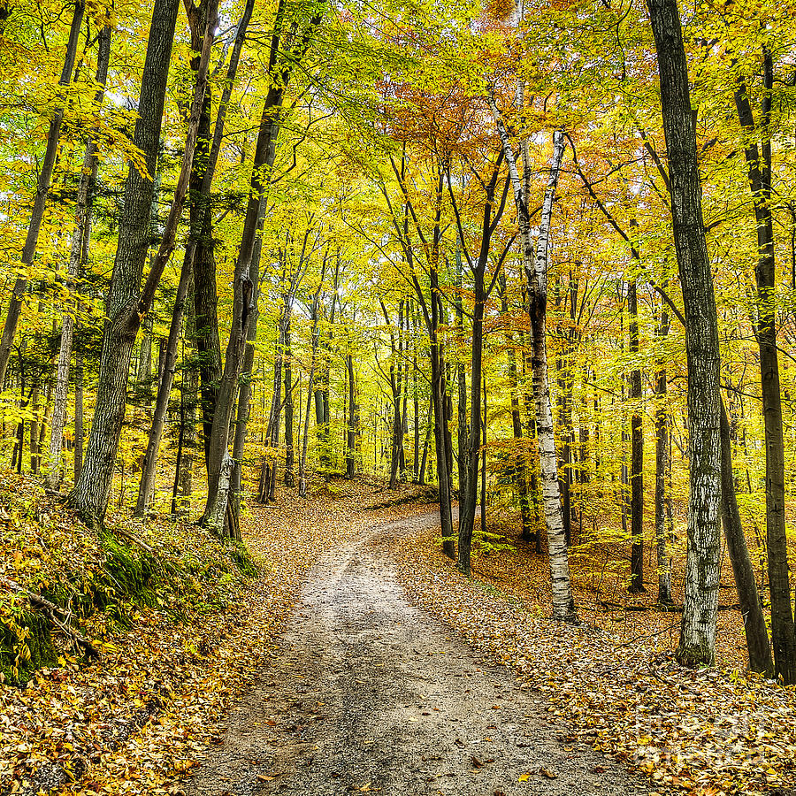 Fall in Sleeping Bear Dunes Photograph by Twenty Two North Photography