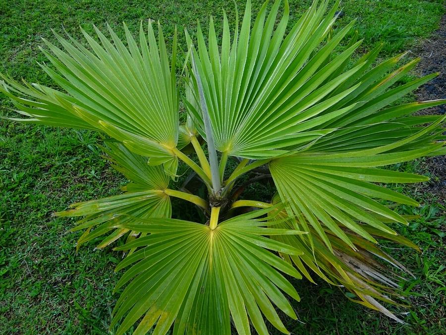 Hawaiian Beauty Photograph by Sonya Wilson - Fine Art America