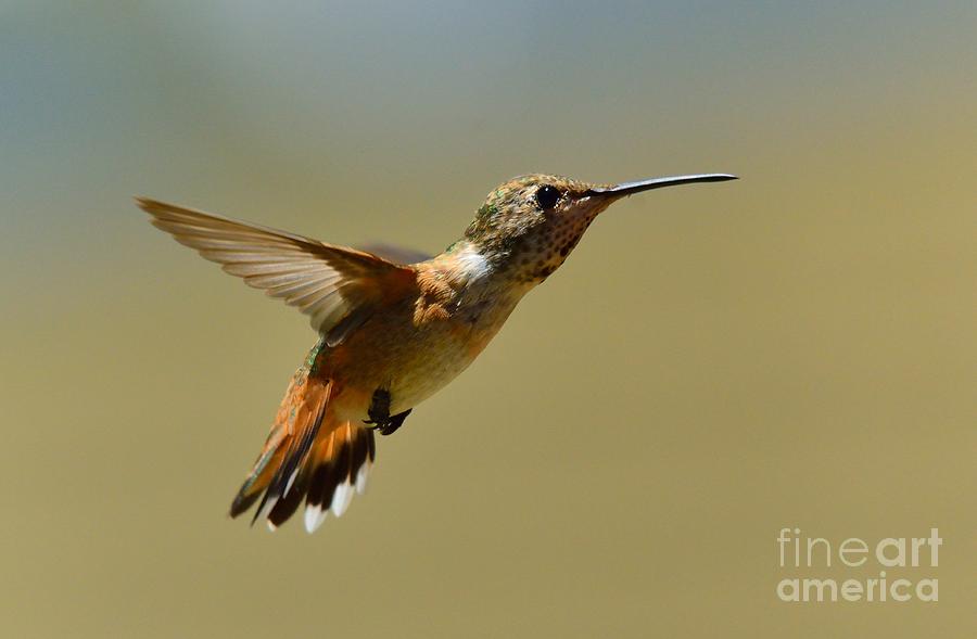 Hummingbird #32 Photograph by Marc Bittan