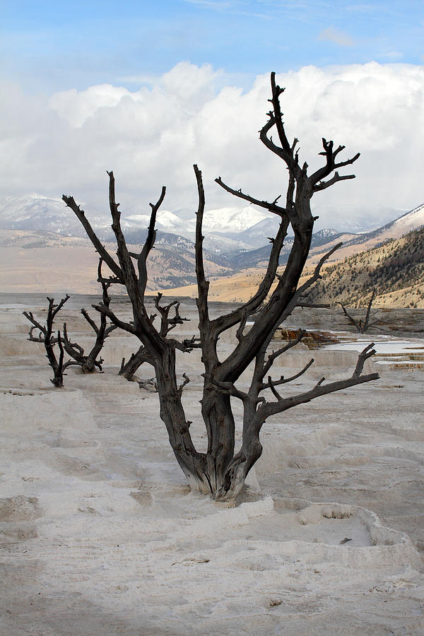 Mammoth hot springs in Yellowstone National Park #32 Photograph by Pierre Leclerc Photography