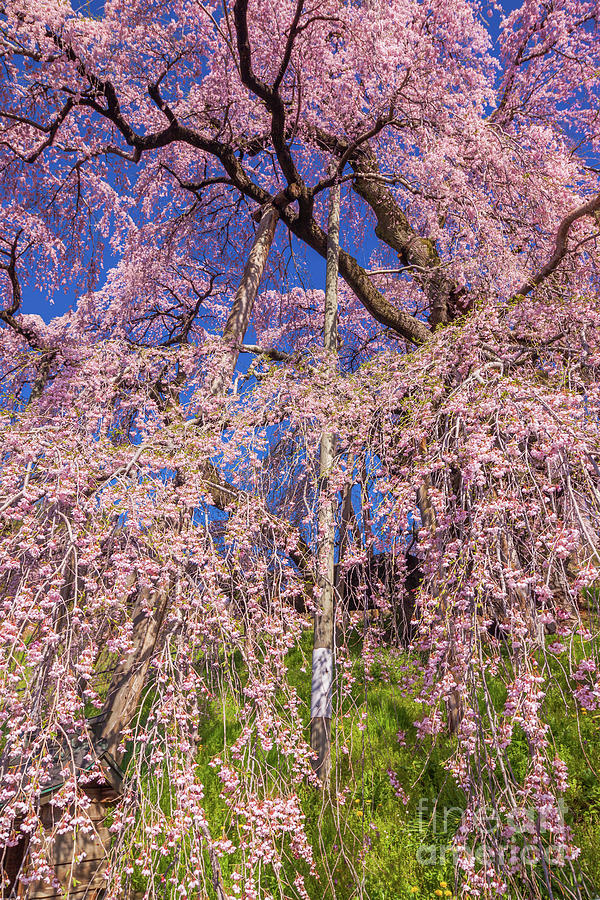 Miharu Takizakura Weeping Cherry18 Photograph by Tatsuya Atarashi ...