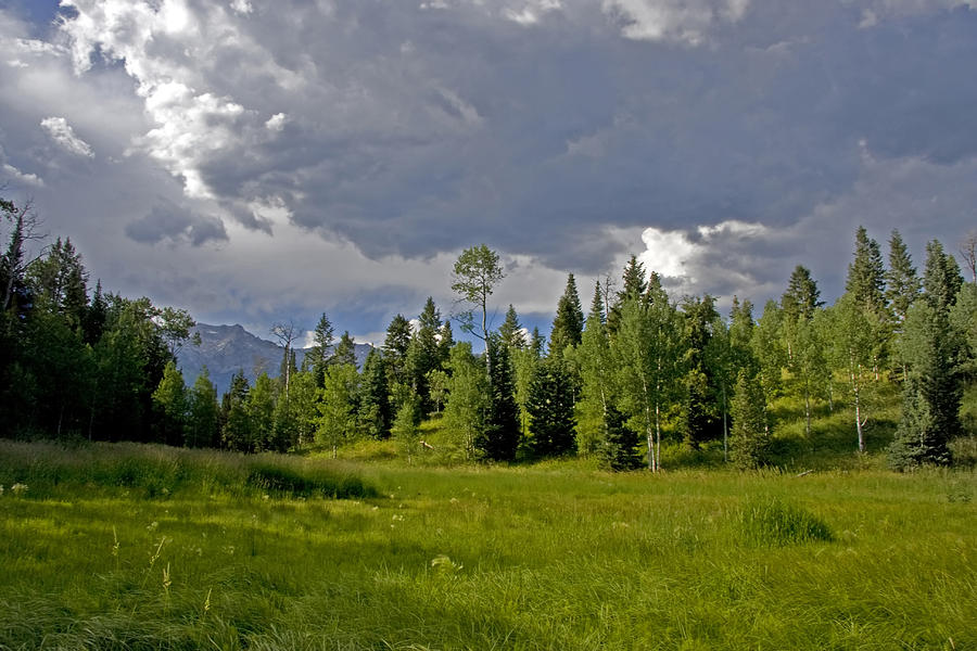Mountain Meadow #32 Photograph by Mark Smith