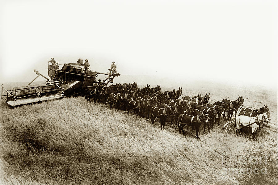 Farm Photograph - 32 Mules Pulling a Holt Bros. Side-hill Harvester Circa 1905 by Monterey County Historical Society