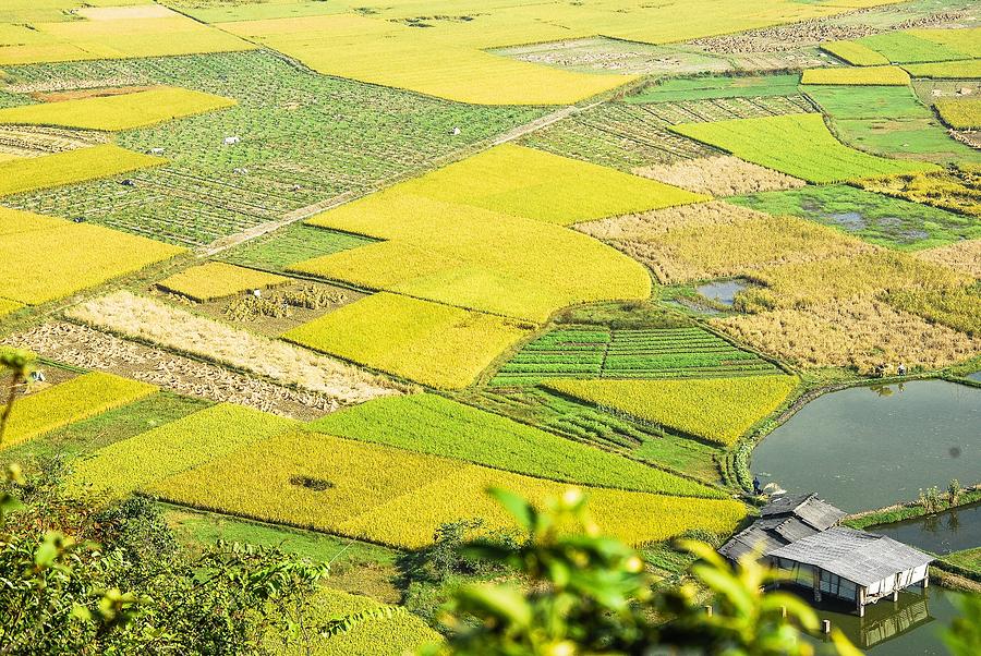 Rice fields scenery in autumn #32 Photograph by Carl Ning