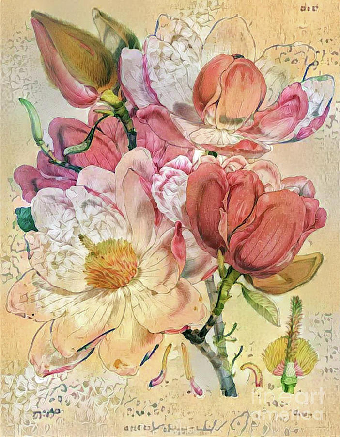 Shabby Chic Botanical Flowers #32 Digital Art by Amy Cicconi