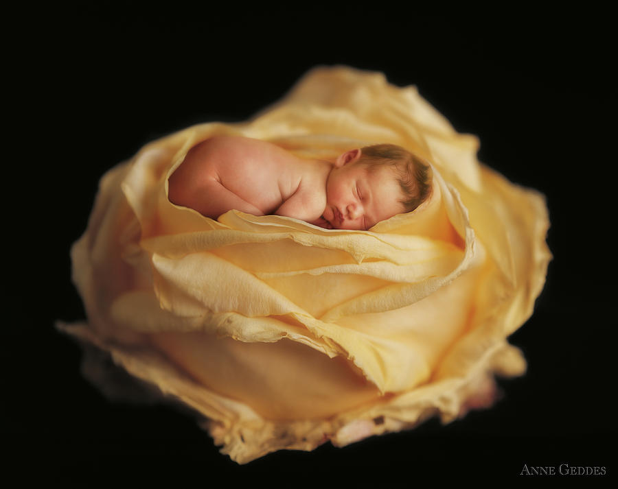 Flower Photograph - Garden Rose by Anne Geddes