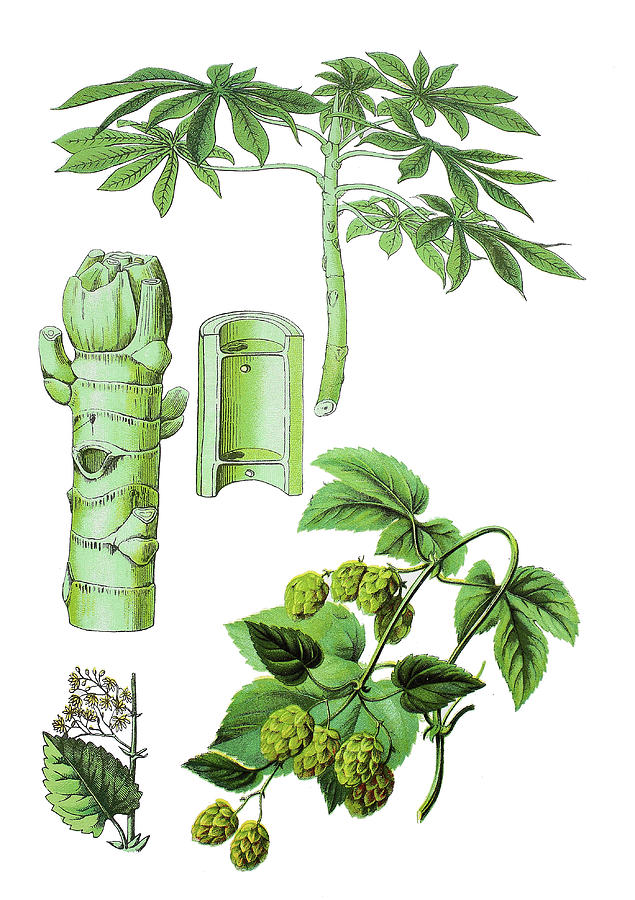 Various Medicinal Plants Drawing by Bildagentur-online | Fine Art America