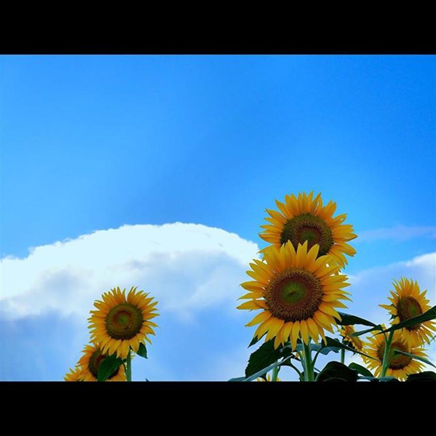Sunflower Photograph - Instagram Photo #321439194840 by Kazuta Tomoya