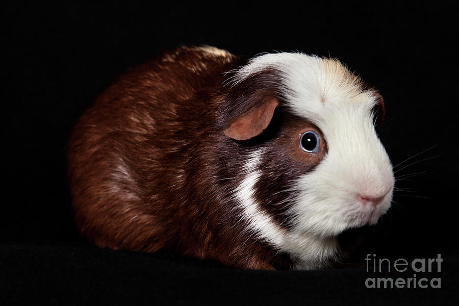 American Guinea Pigs - Cavia porcellus #33 Photograph by Anthony Totah