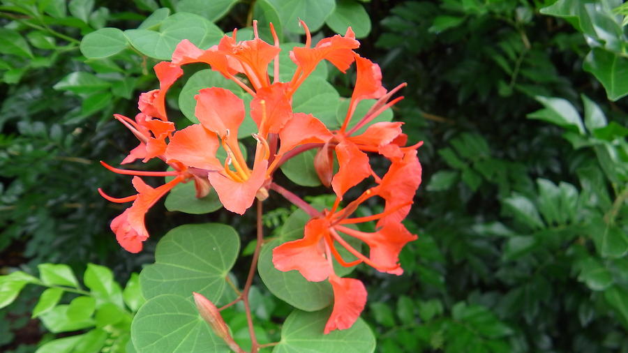 Australia - Orange Flowers Photograph by Jeffrey Shaw - Fine Art America