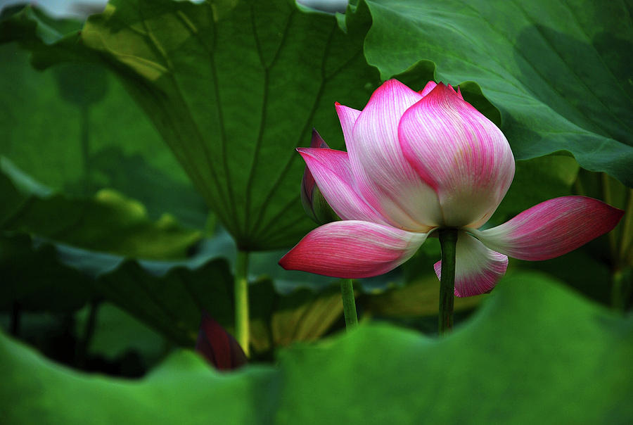 Blossoming lotus flower closeup #33 Photograph by Carl Ning