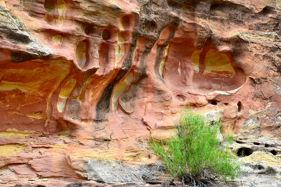 Capitol Reef Wall Art #4 Photograph by Ray Mathis