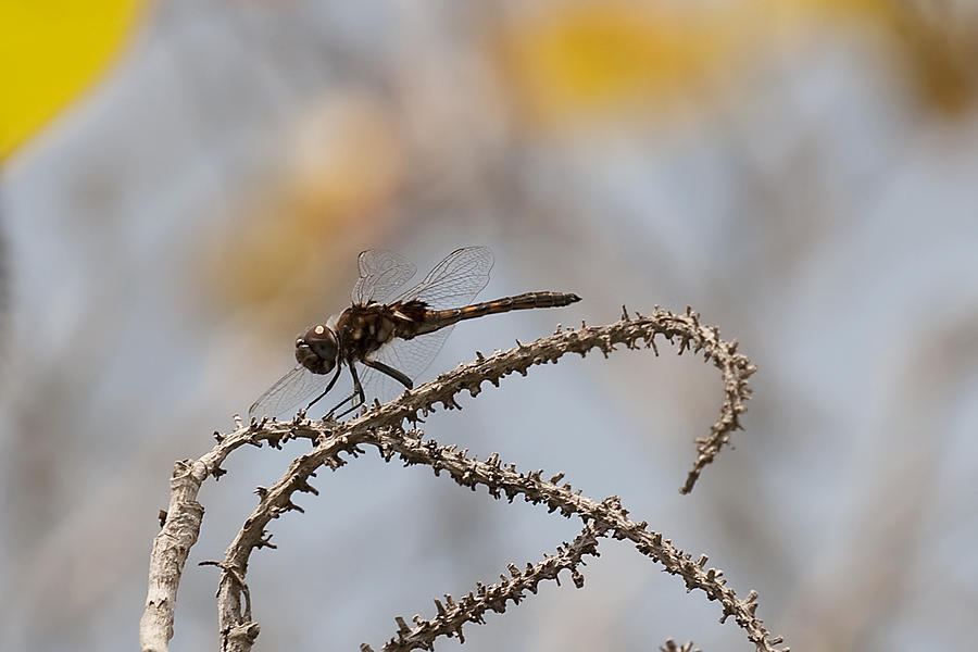 Dragonfly #33 Photograph by Gouzel -