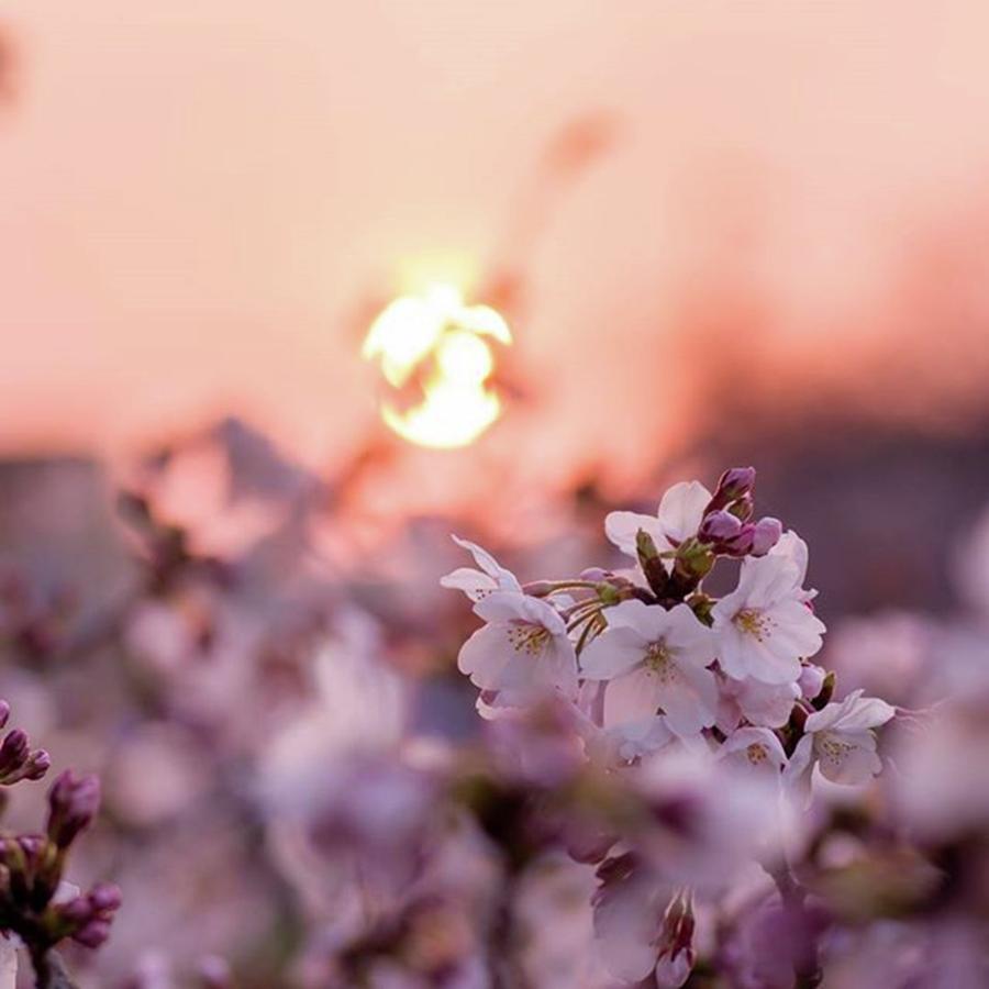 Nature Photograph - #flowers #floral #pale #nature #33 by Toshinori Inomoto