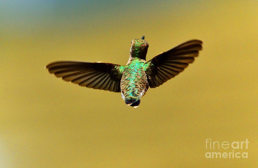 Hummingbird #33 Photograph by Marc Bittan