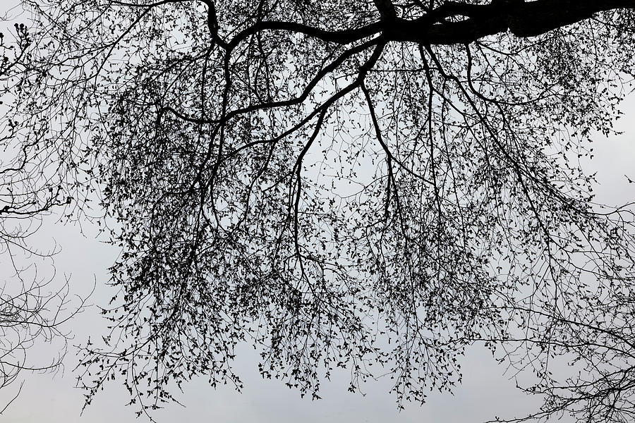 Spring Trees #33 Photograph by Robert Ullmann