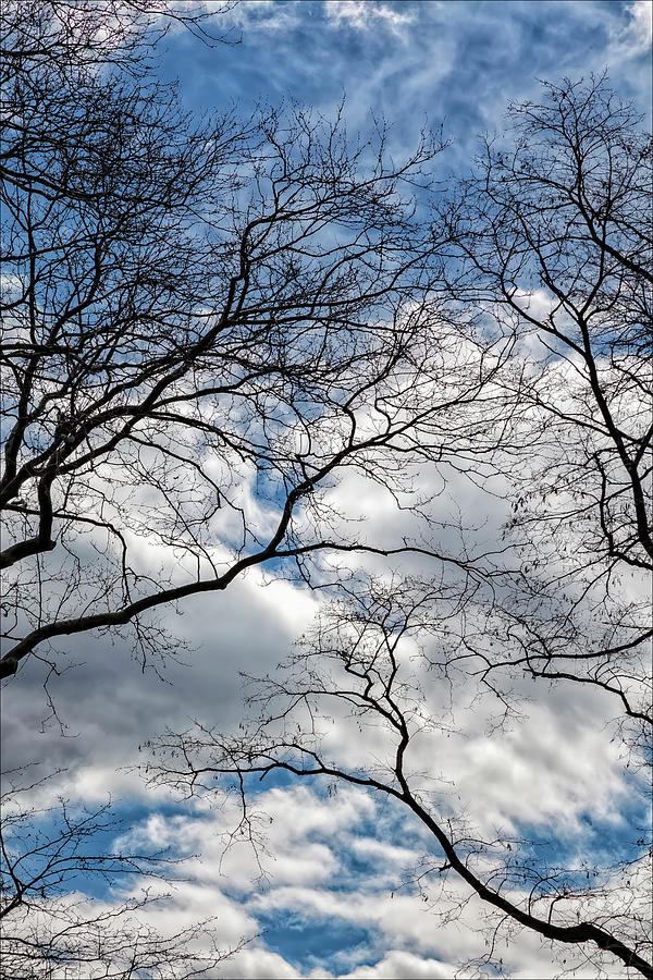 Trees Sky and Clouds #33 Photograph by Robert Ullmann