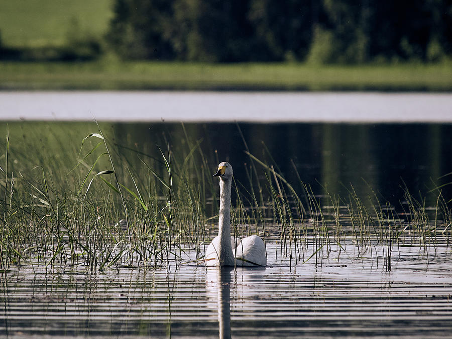 Whooper swan #33 Photograph by Jouko Lehto