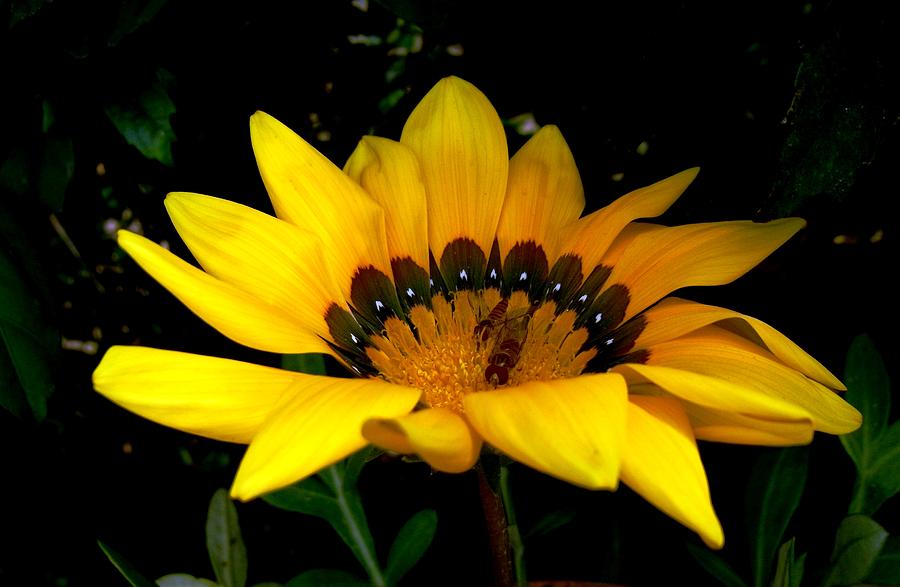Nature Photograph - Love Flowers #338 by Baljit Chadha