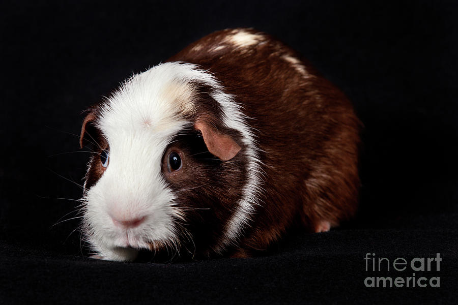 American Guinea Pigs - Cavia porcellus #34 Photograph by Anthony Totah