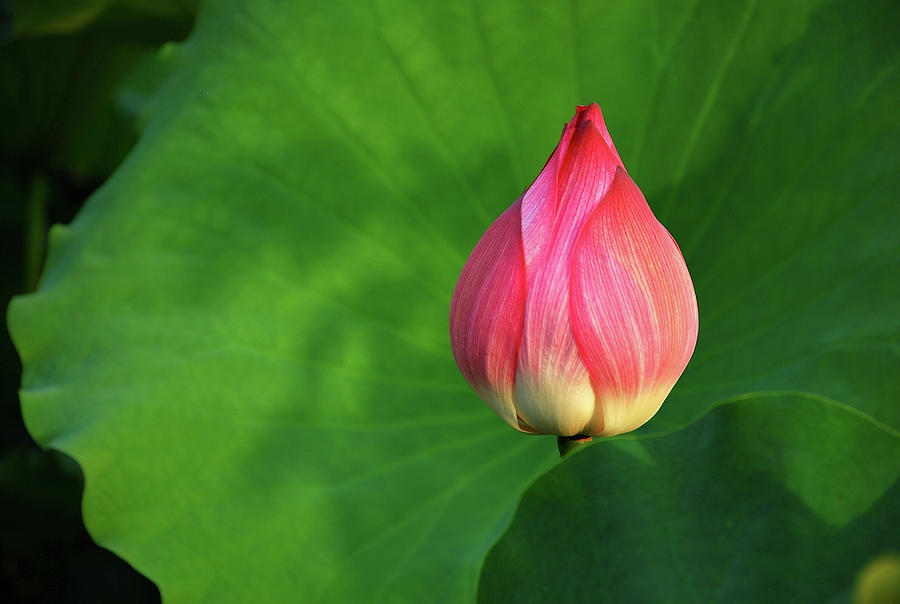 Blossoming lotus flower closeup #34 Photograph by Carl Ning