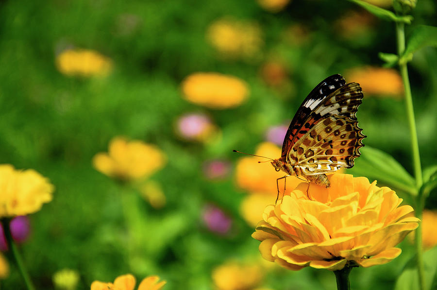Butterfly and flower closeup #34 Photograph by Carl Ning