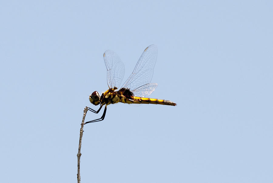 Dragonfly #34 Photograph by Gouzel -