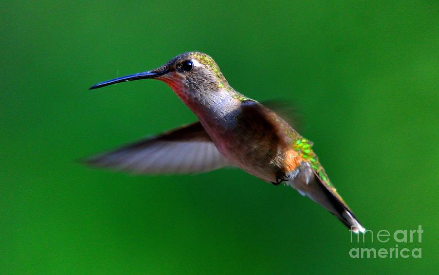 Hummingbird #34 Photograph by Marc Bittan