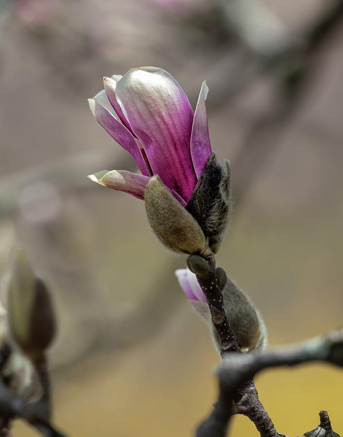 Magnolia #34 Photograph by Robert Ullmann