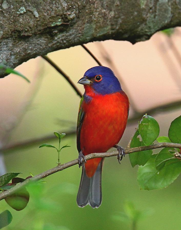 Painted Bunting by Ira Runyan Painted Bunting by Ira Runyan