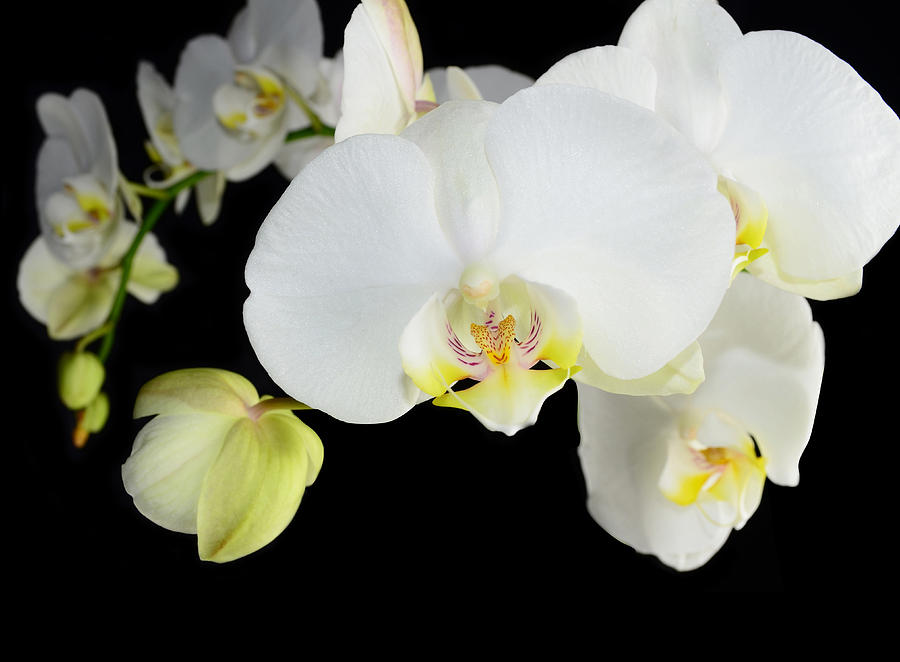 Orchid Photograph - White orchid flower #34 by Stela Knezevic