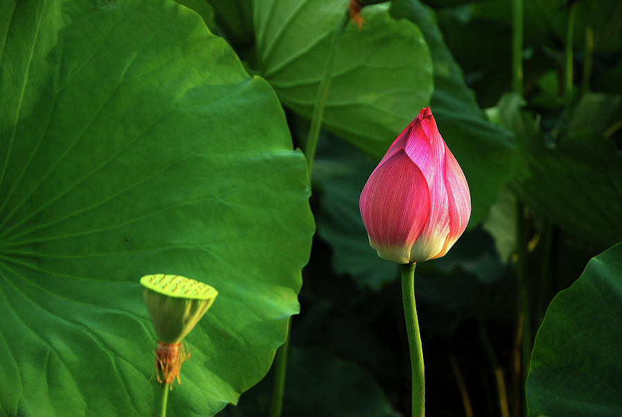 Blossoming lotus flower closeup #35 Photograph by Carl Ning