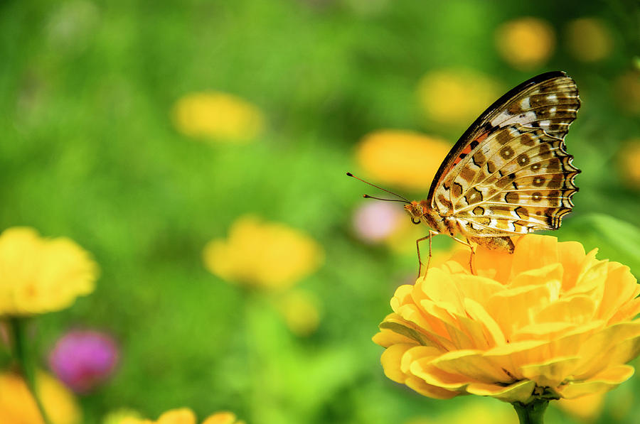 Butterfly and flower closeup #35 Photograph by Carl Ning