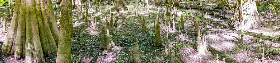 cypress forest and swamp of Congaree National Park in South Caro Photograph