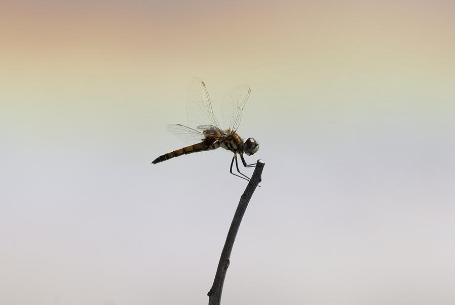 Dragonfly #35 Photograph by Gouzel -