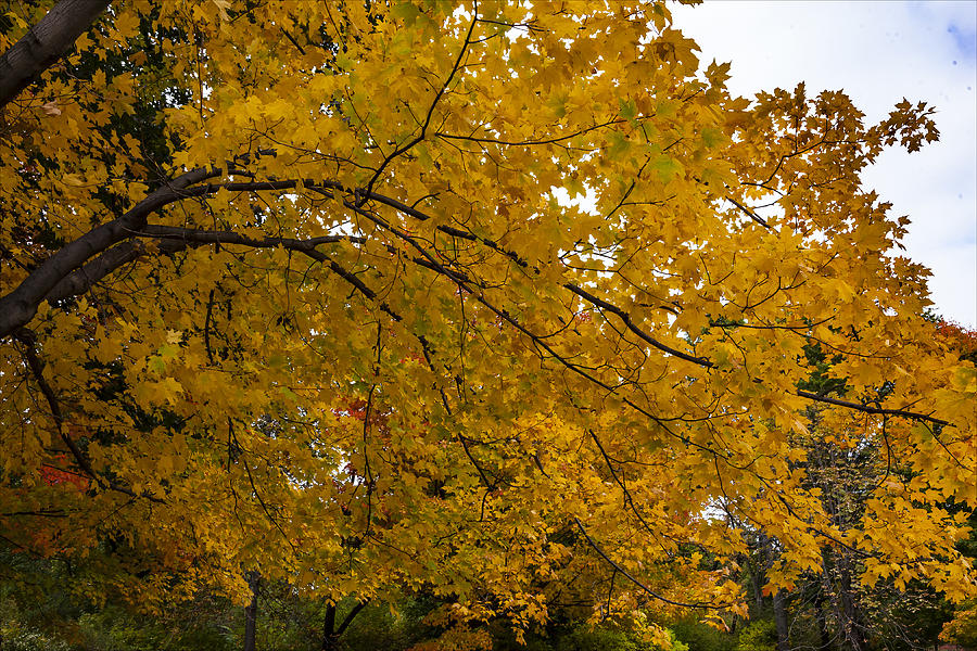 Fall Foliage Photograph