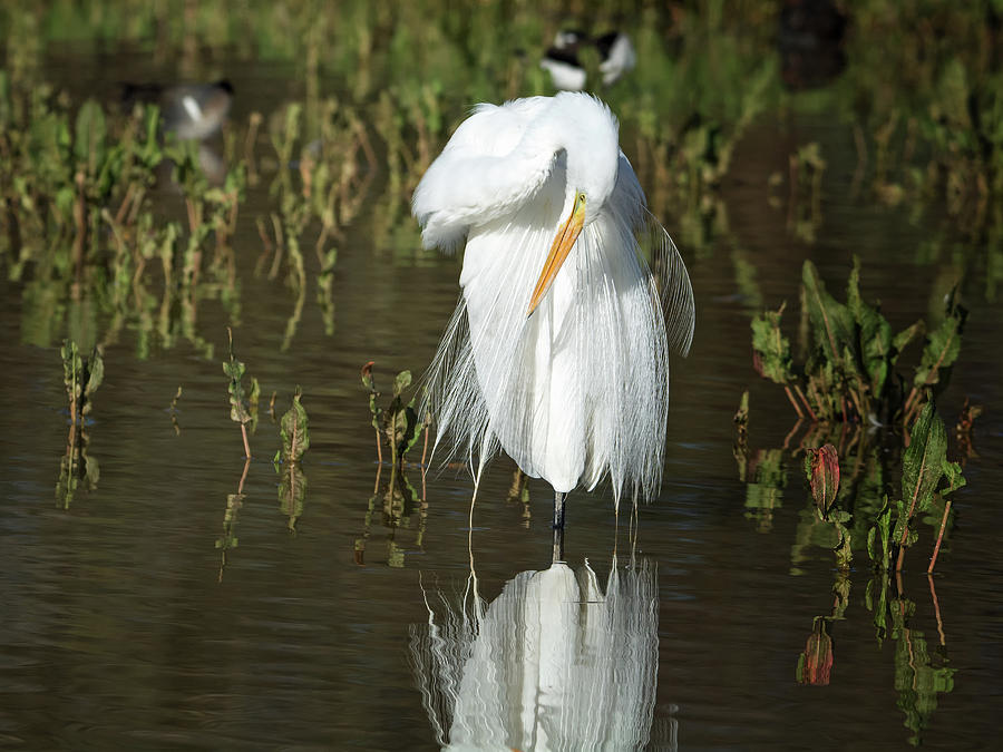 Great Egret #35 Photograph by Tam Ryan