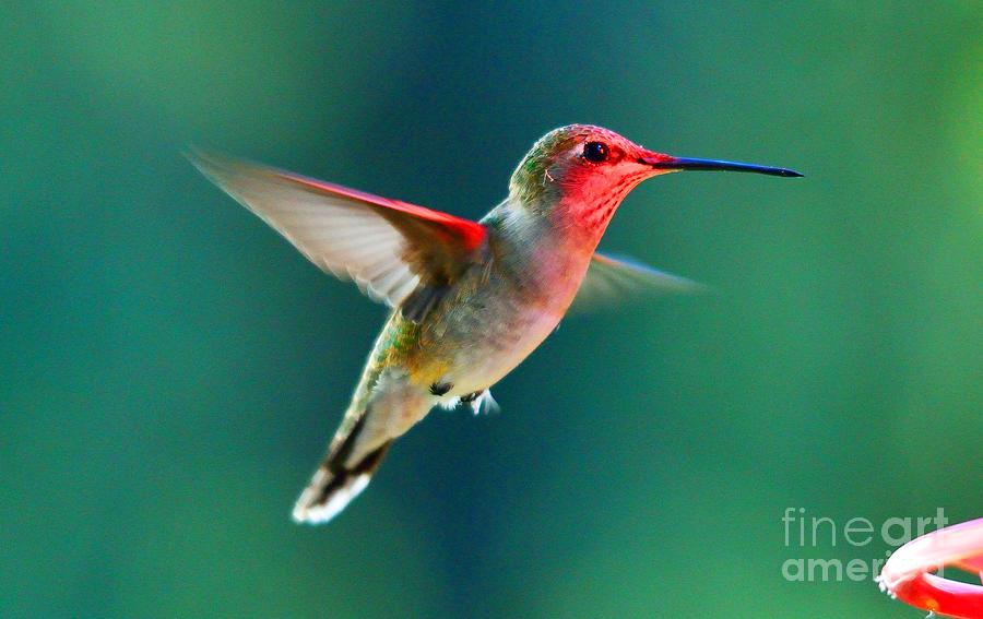 Hummingbird #35 Photograph by Marc Bittan