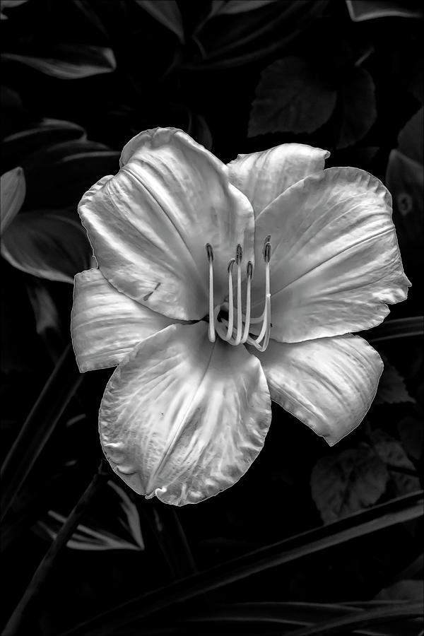 Lily #35 Photograph by Robert Ullmann