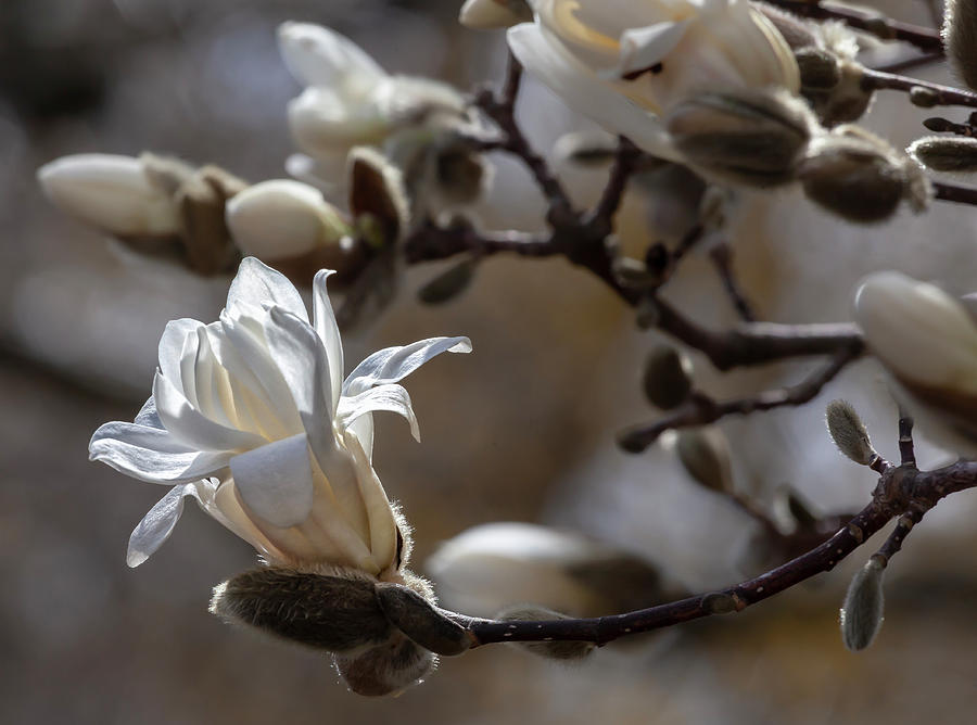 Magnolia #35 Photograph by Robert Ullmann