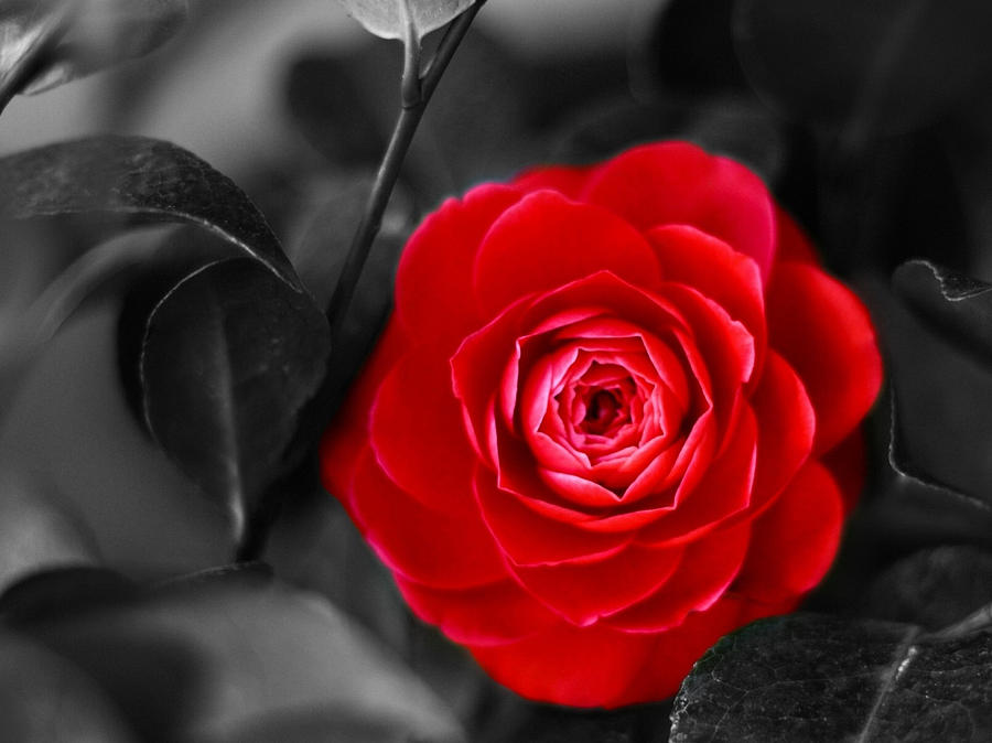Rose Digital Art - Rose #35 by Super Lovely