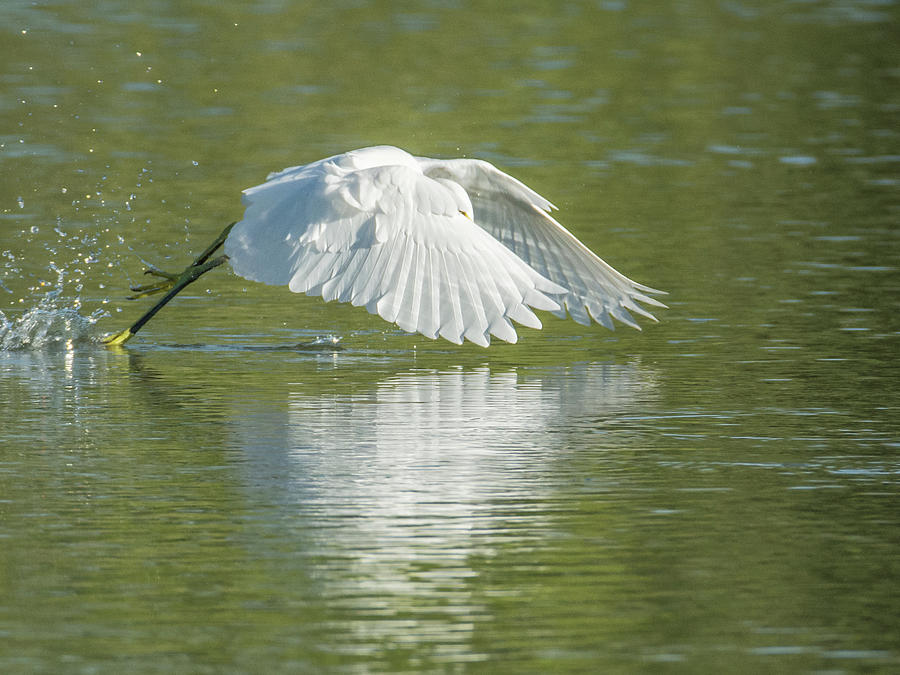 Snowy Egret #35 Photograph by Tam Ryan