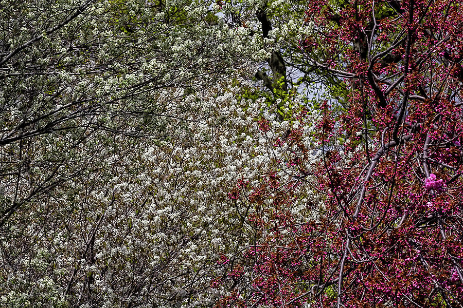 Spring Trees #35 Photograph by Robert Ullmann