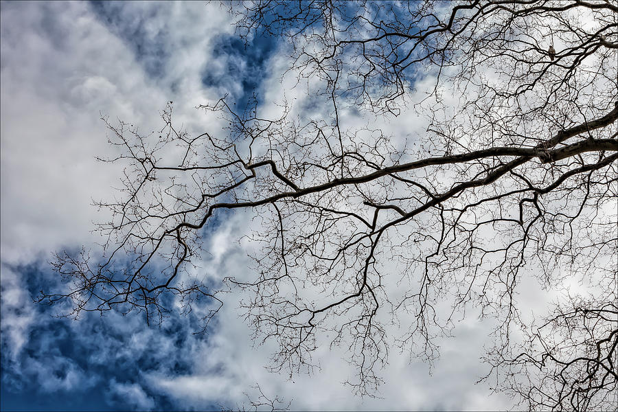 Tree Photograph - Trees Sky and Clouds #35 by Robert Ullmann