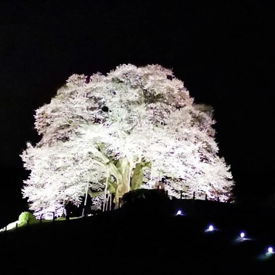 Tree Photograph - Instagram Photo by Takuya Inoue