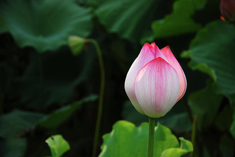 Blossoming lotus flower closeup #36 Photograph by Carl Ning
