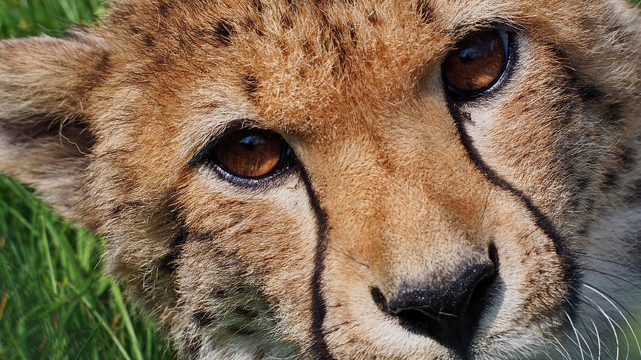 Cheetah Photograph By Eye To Eye Xperience